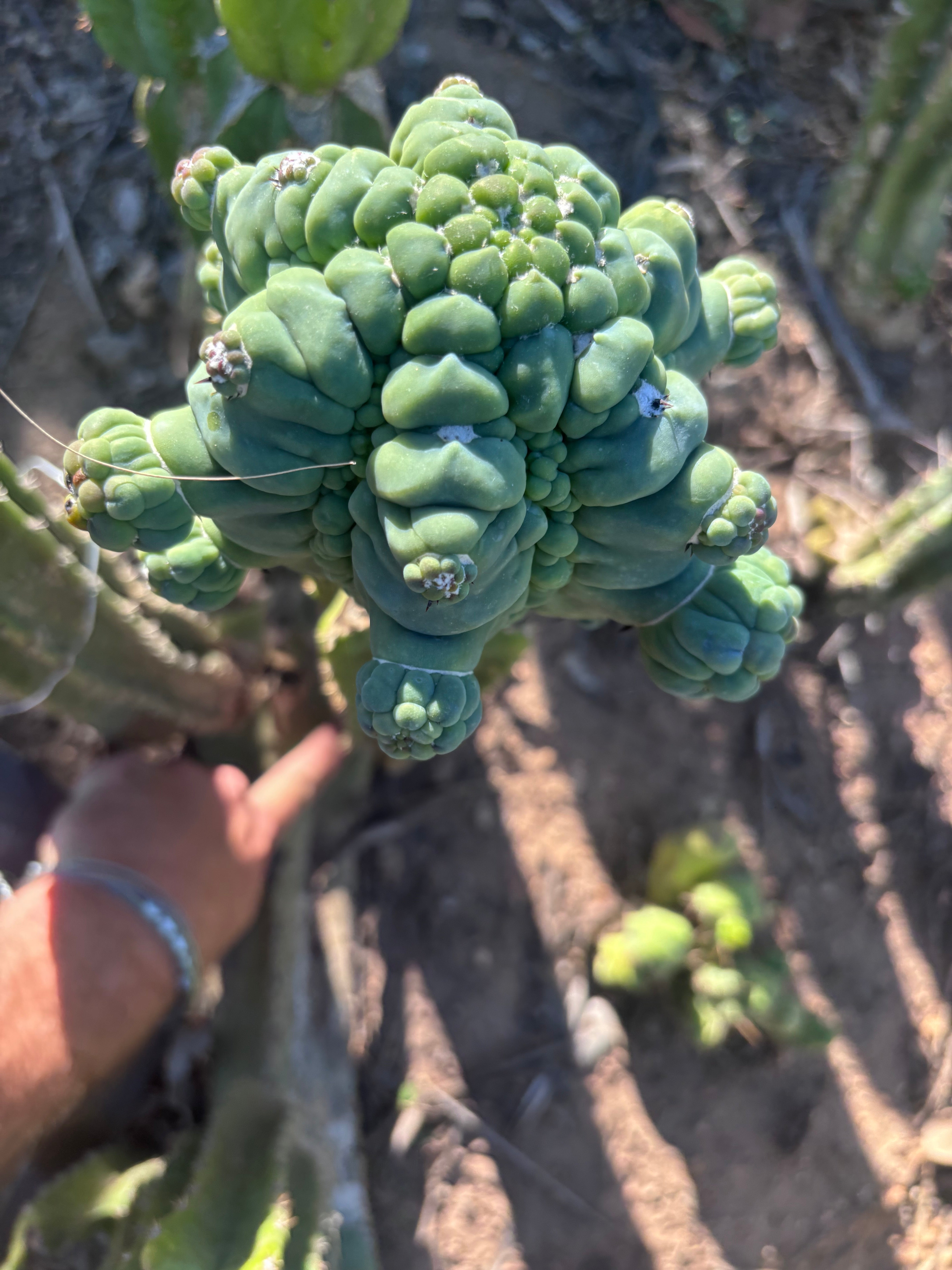 👑💎 Glorp — XXL Graft with 10+ Pups