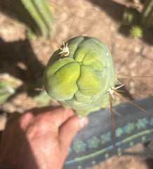 💎👑 Bruce’s Dragon — Chonky 8” Tip