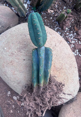 👑🌶️ Pierre — Pupped & Rooted Mid