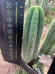 👑🌶️🌶️ Landfill — 10” Pup