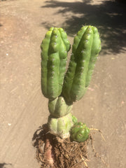 👑 TPM — Large Rooted Multi-Pupper