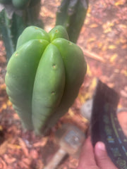 💎👑🌶️ Ferah — Chubby 9” Tip