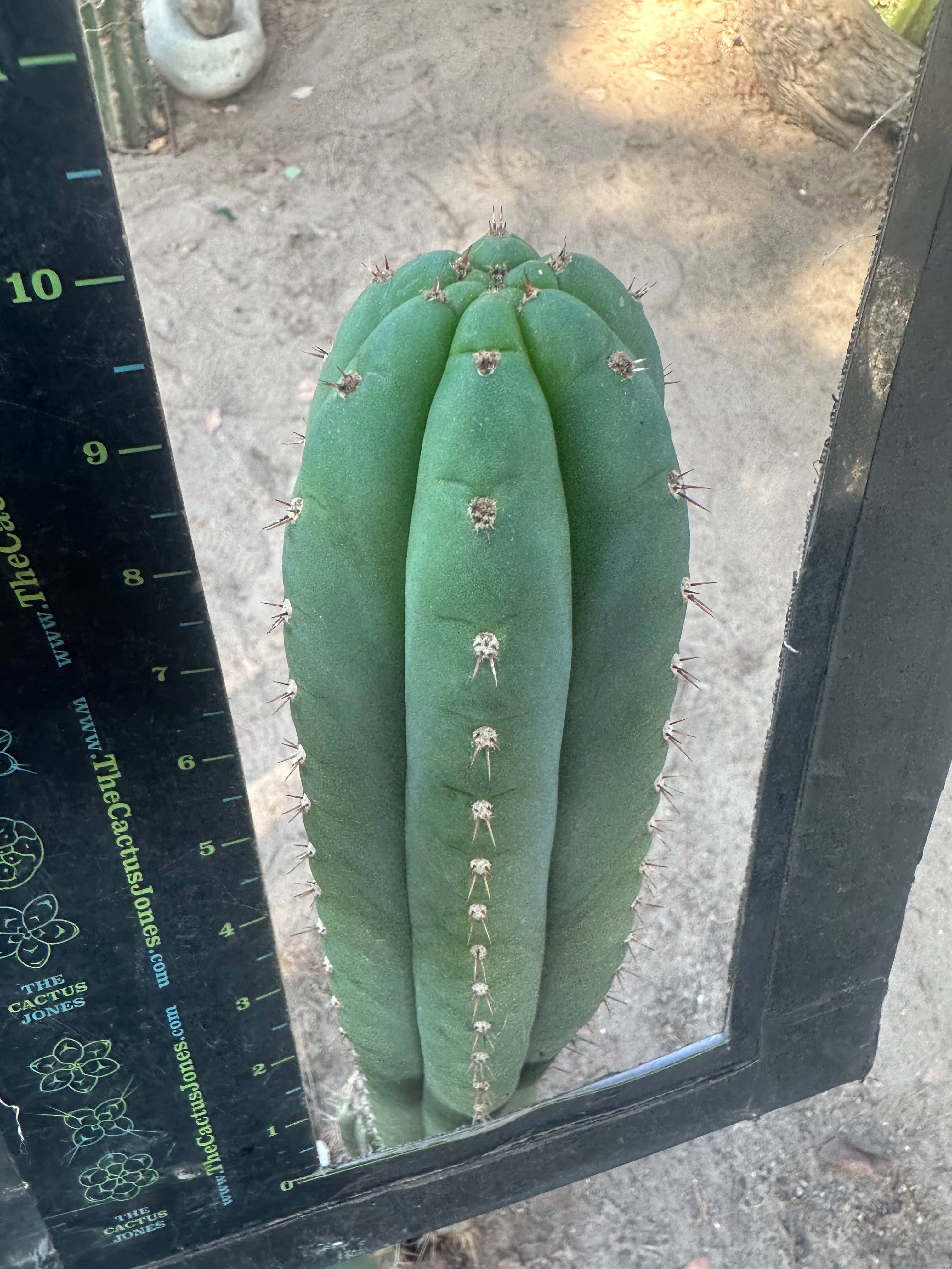 👑🌶️ KK339 — 10” Tips (3)