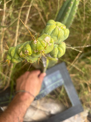 👑🌶️🌶️ TBMC — XL Graft