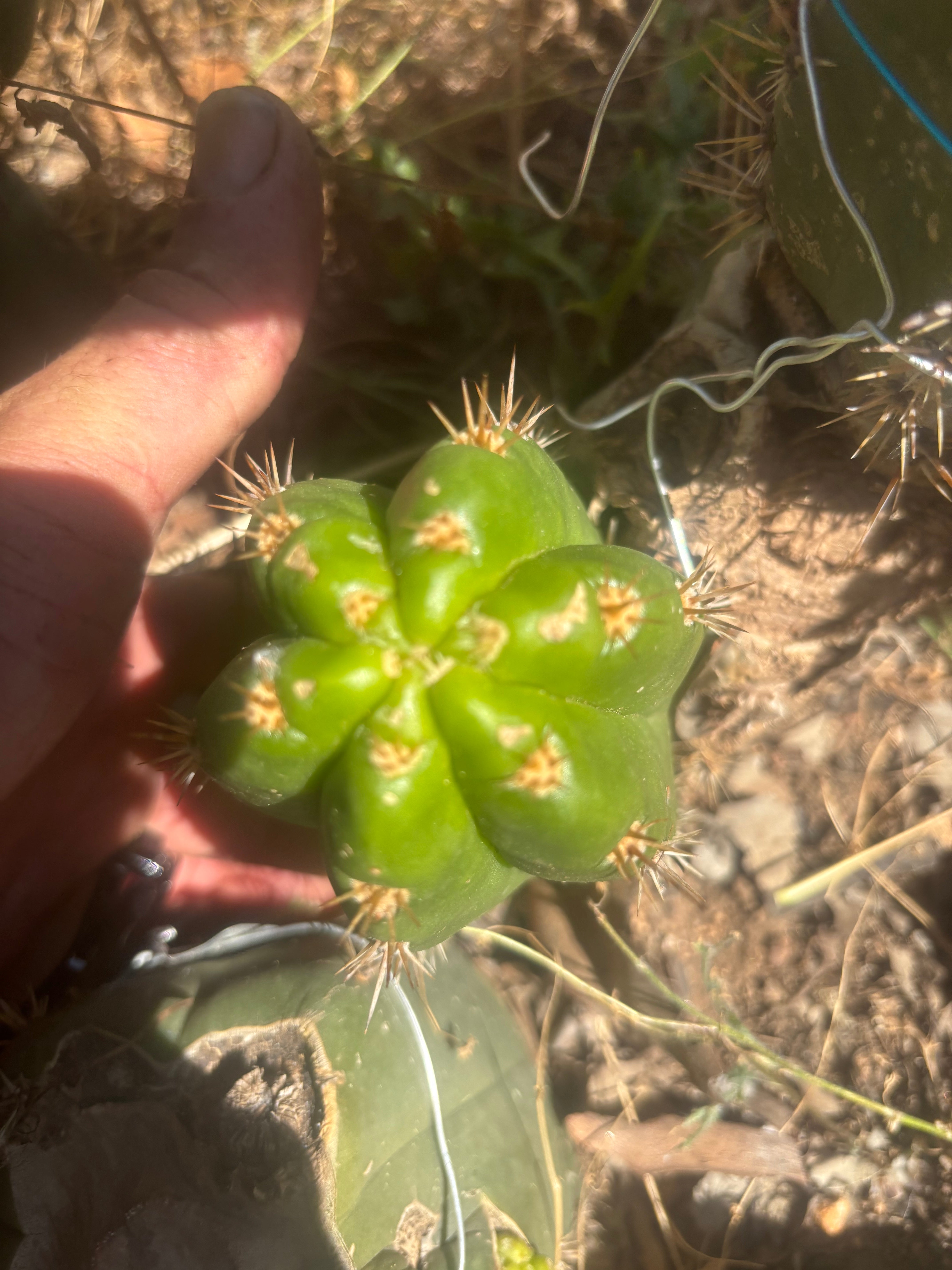 💎👑💎🌶️ CareBear — 5” Grenade