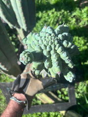 💎👑💎 Glorp — XL Pupsplosion Graft