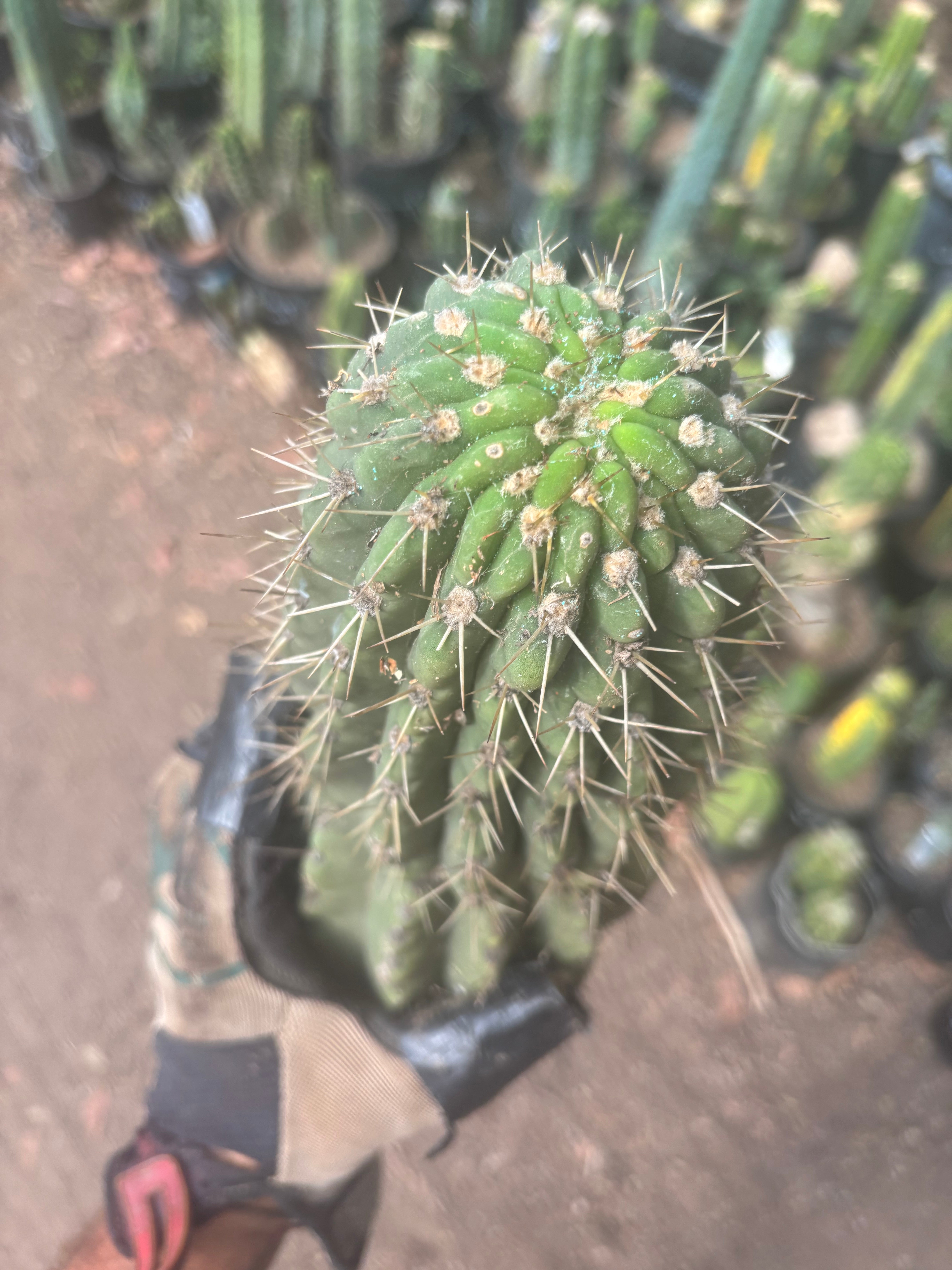 💎👑💎 Meatwad  — Massive 15” Tip