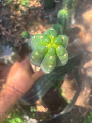 👑🌶️  Ichoca — 10” Tip