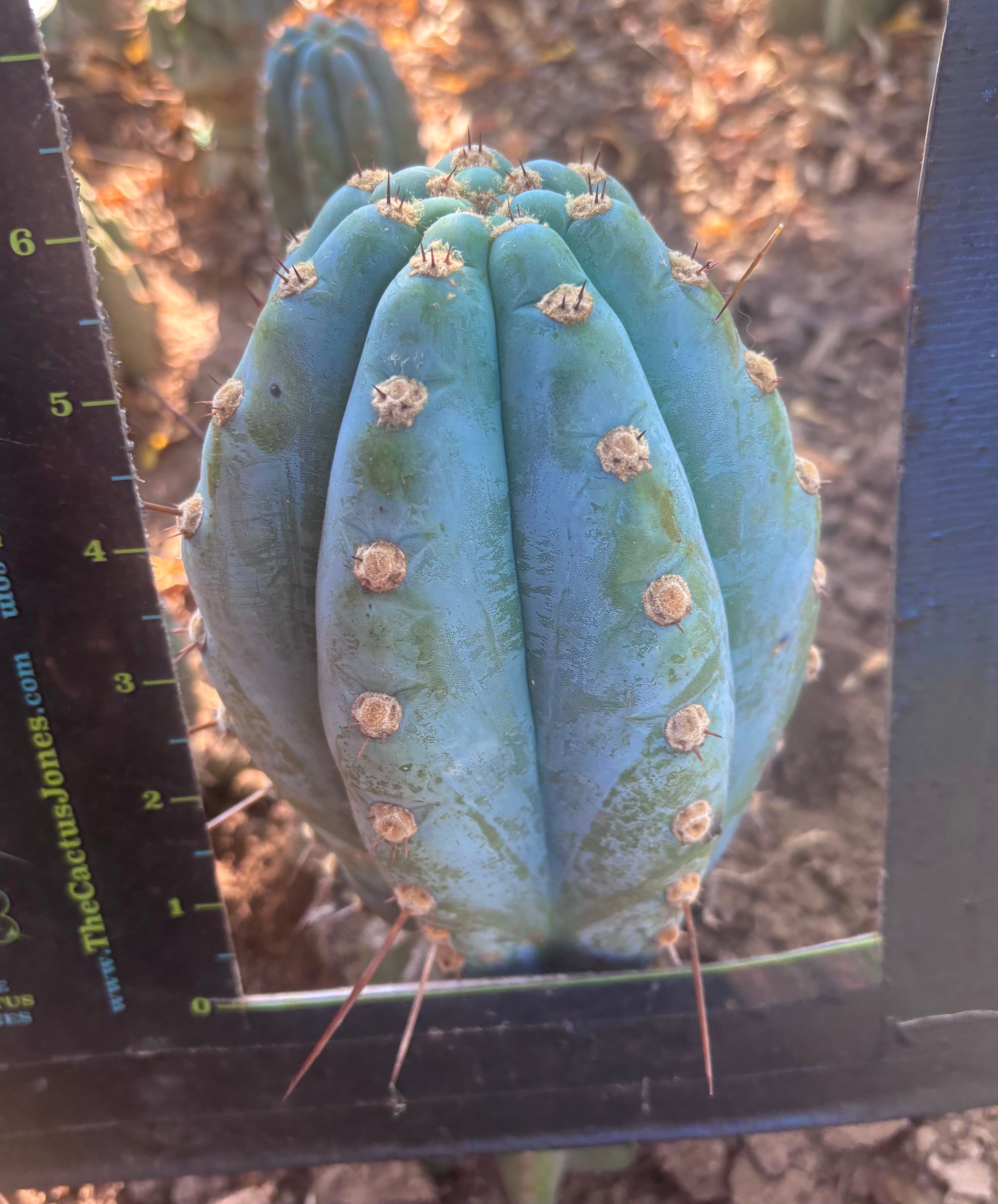 💎👑 Althea — Chonky 6” Tip