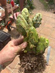 👑🌶️🌶️  TBM  Clone B — XL Rooted Cluster