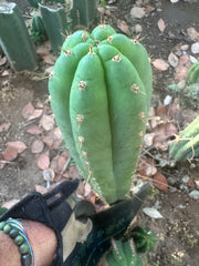 👑🌶️ Torres & Torres — 10” Tips (Restocked)