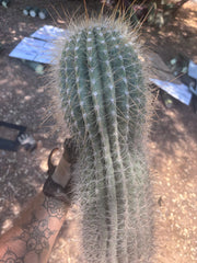 💎💎 T. Atacamensis — MASSIVE 17” Pup