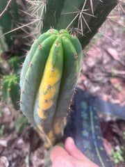 💎 Vari Pachanoi — 7.5” Tip