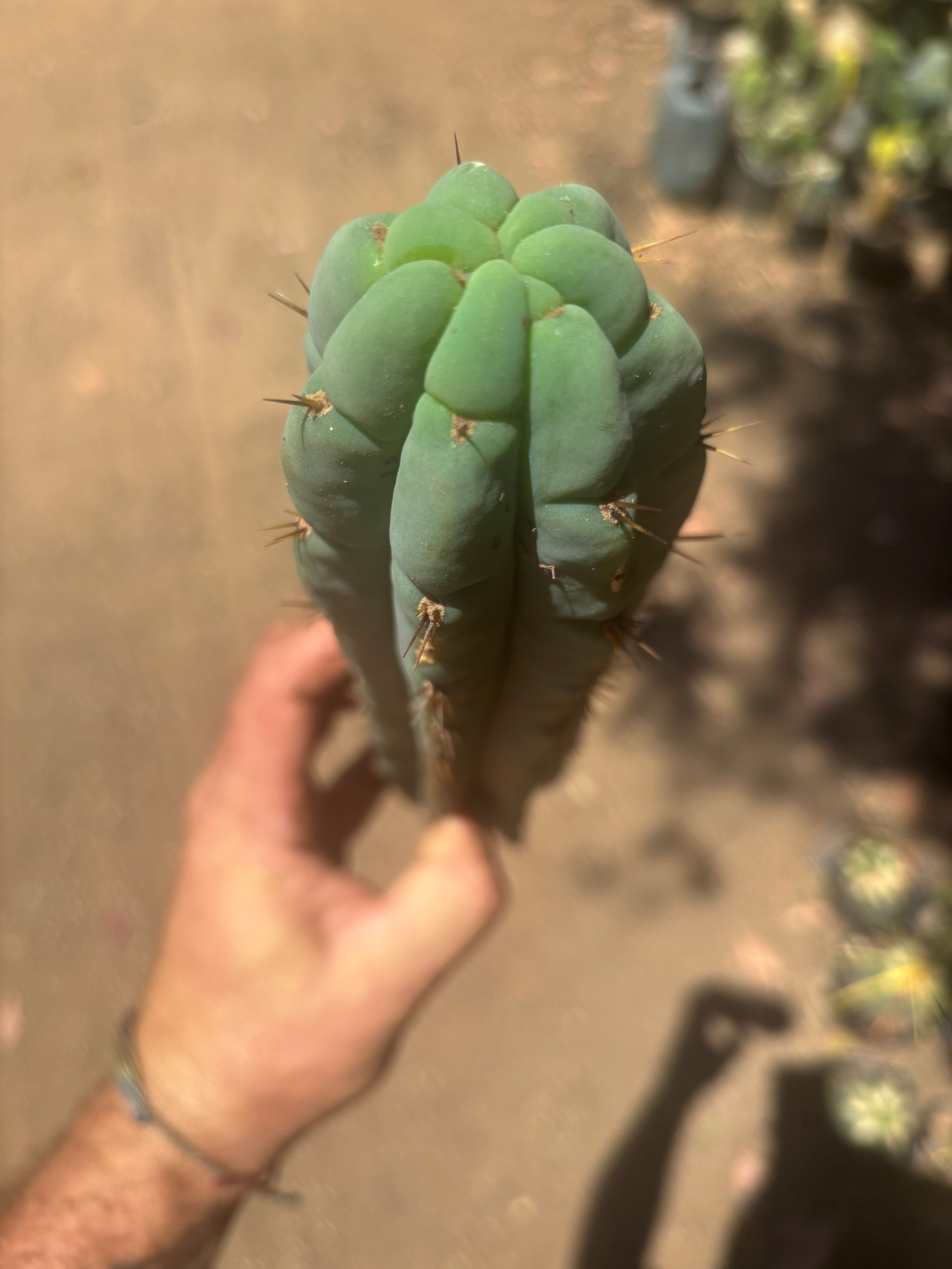 👑🌶️🌶️ Austy’s Bomb — 11.5”Tip