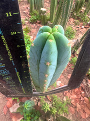 Sharxx Blue x Scop — Glowing 10” Tips