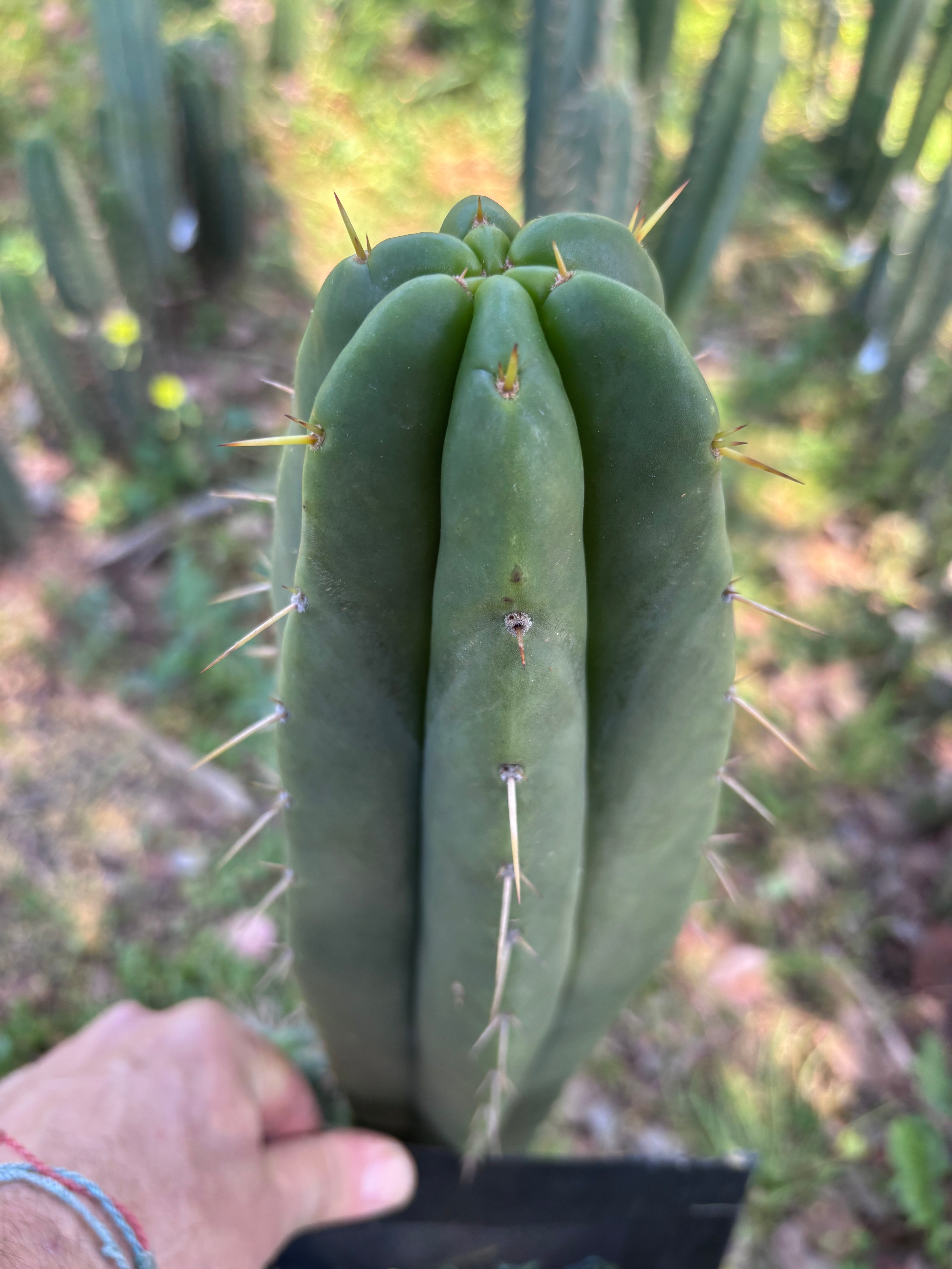 👑🌶️ Malo4 (F2)  — Fat 10” Tip