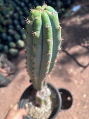 👑 Moran — Fully Rooted 15”