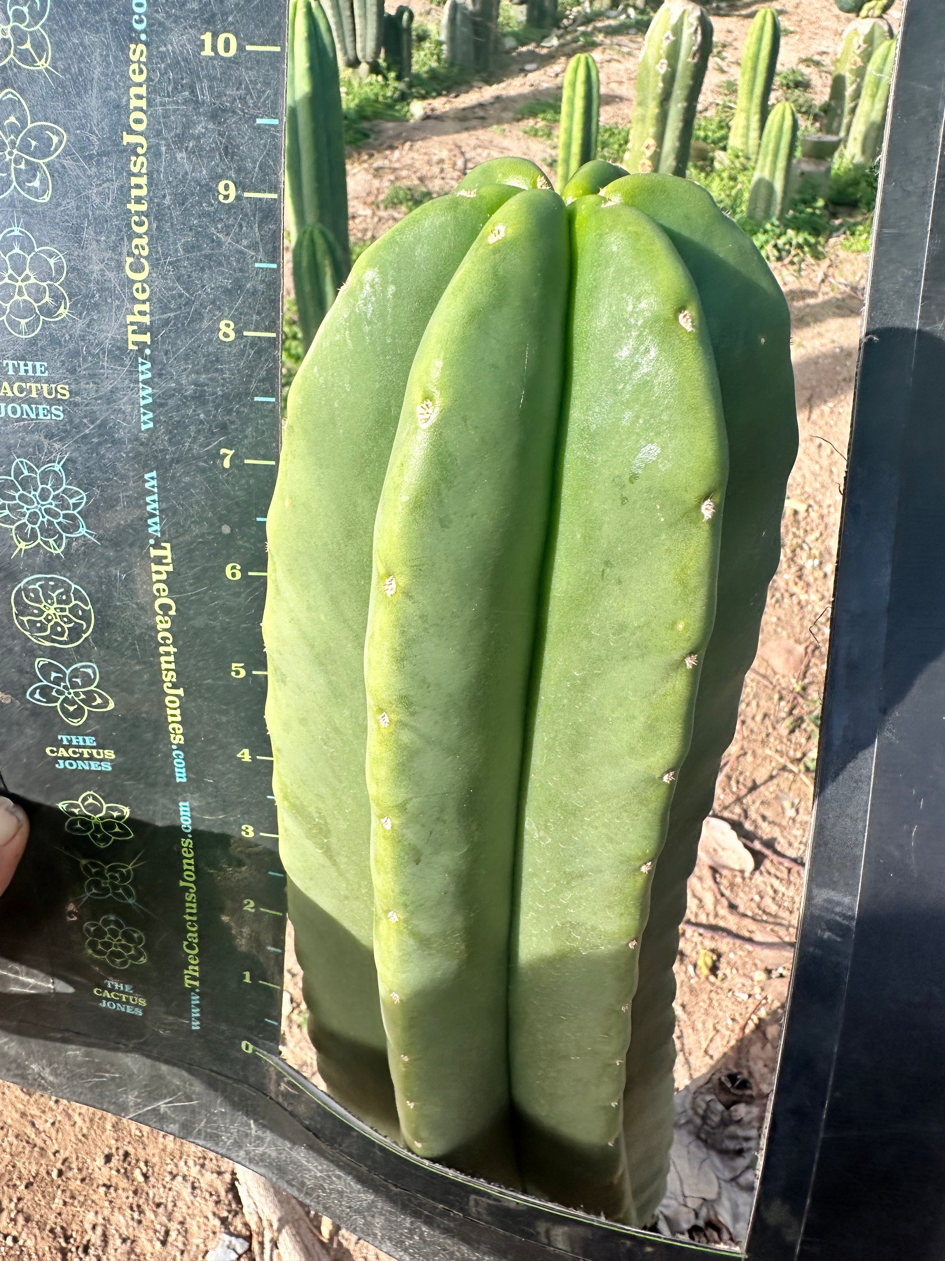 💎👑 Zulk — FATTY Tip