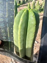 💎👑 Zulk — FATTY Tip