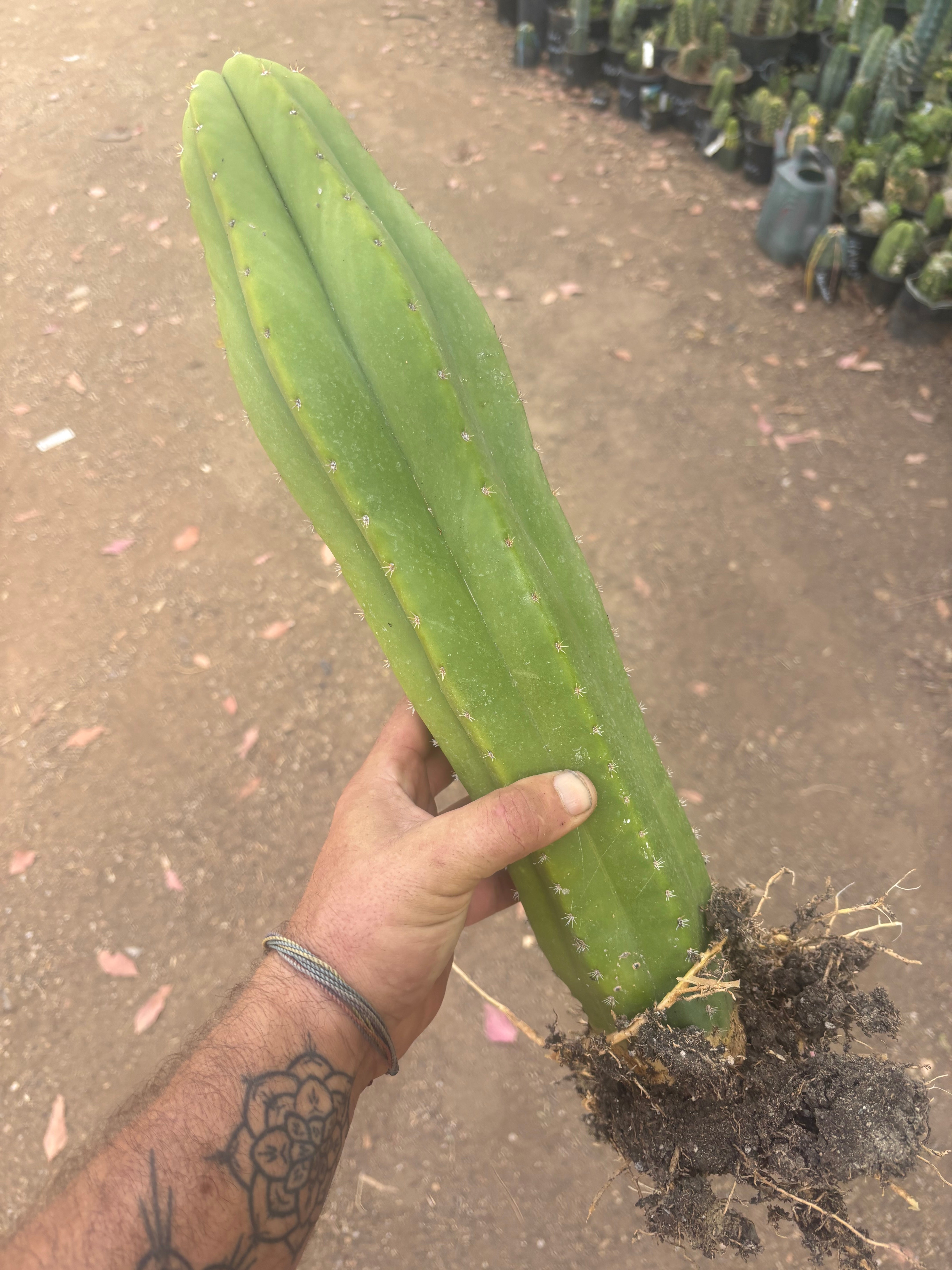 💎 Hulk x Kimnach — XL Seed Grown 18”