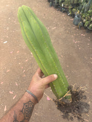💎 Hulk x Kimnach — XL Seed Grown 18”