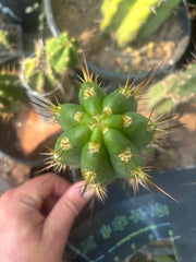 💎👑💎 Tulhuay — Rare Magenta Flower — 6” Tip