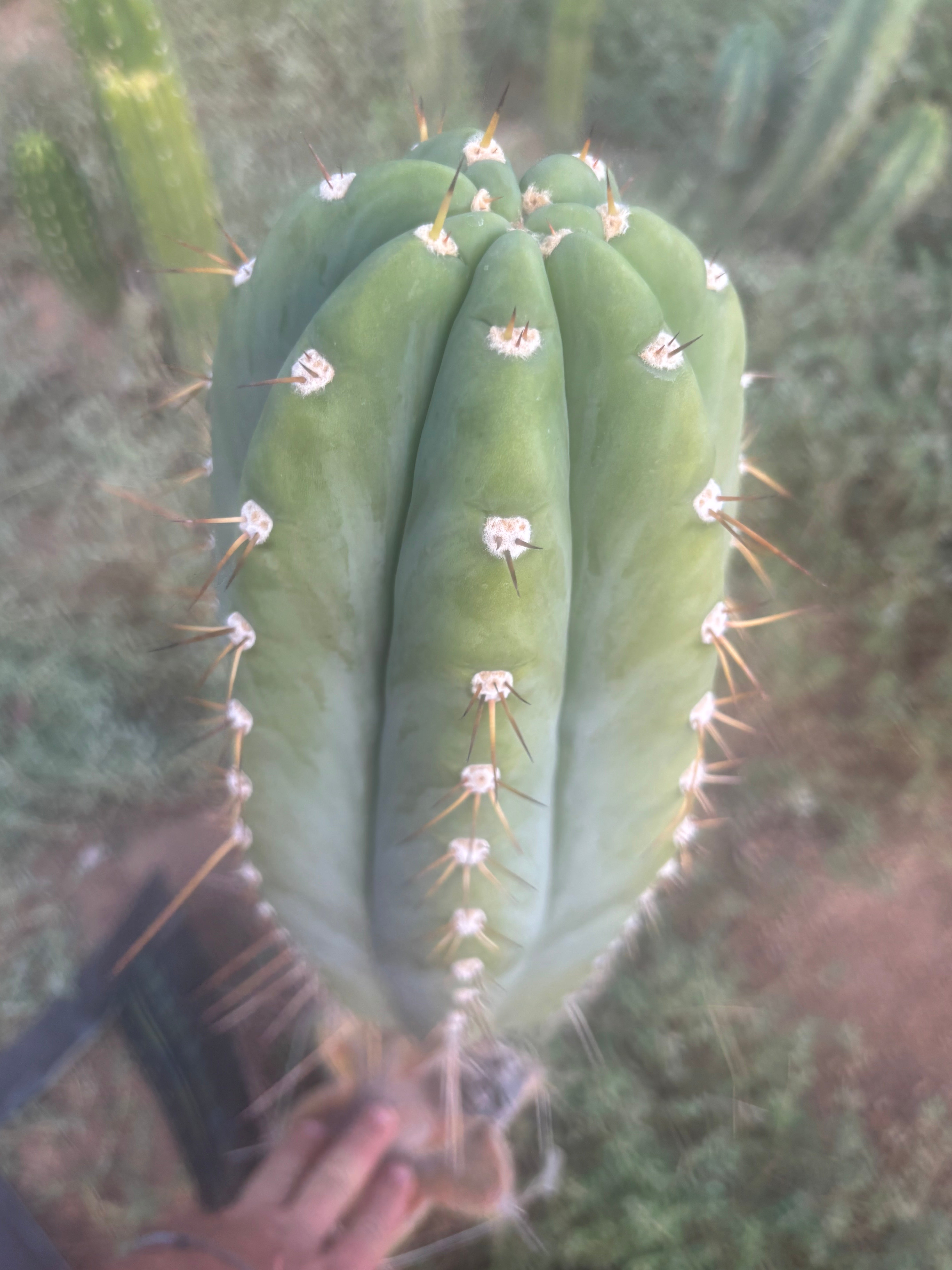 💎👑🌶️ CGG — MASSIVE 17” Melon