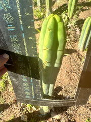 👑🌶️ More Jiimz Twin Spine  — 12” Tips