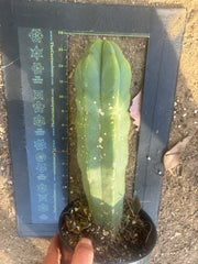 💎 MB x MP Scop — Rooted 14” Chonker