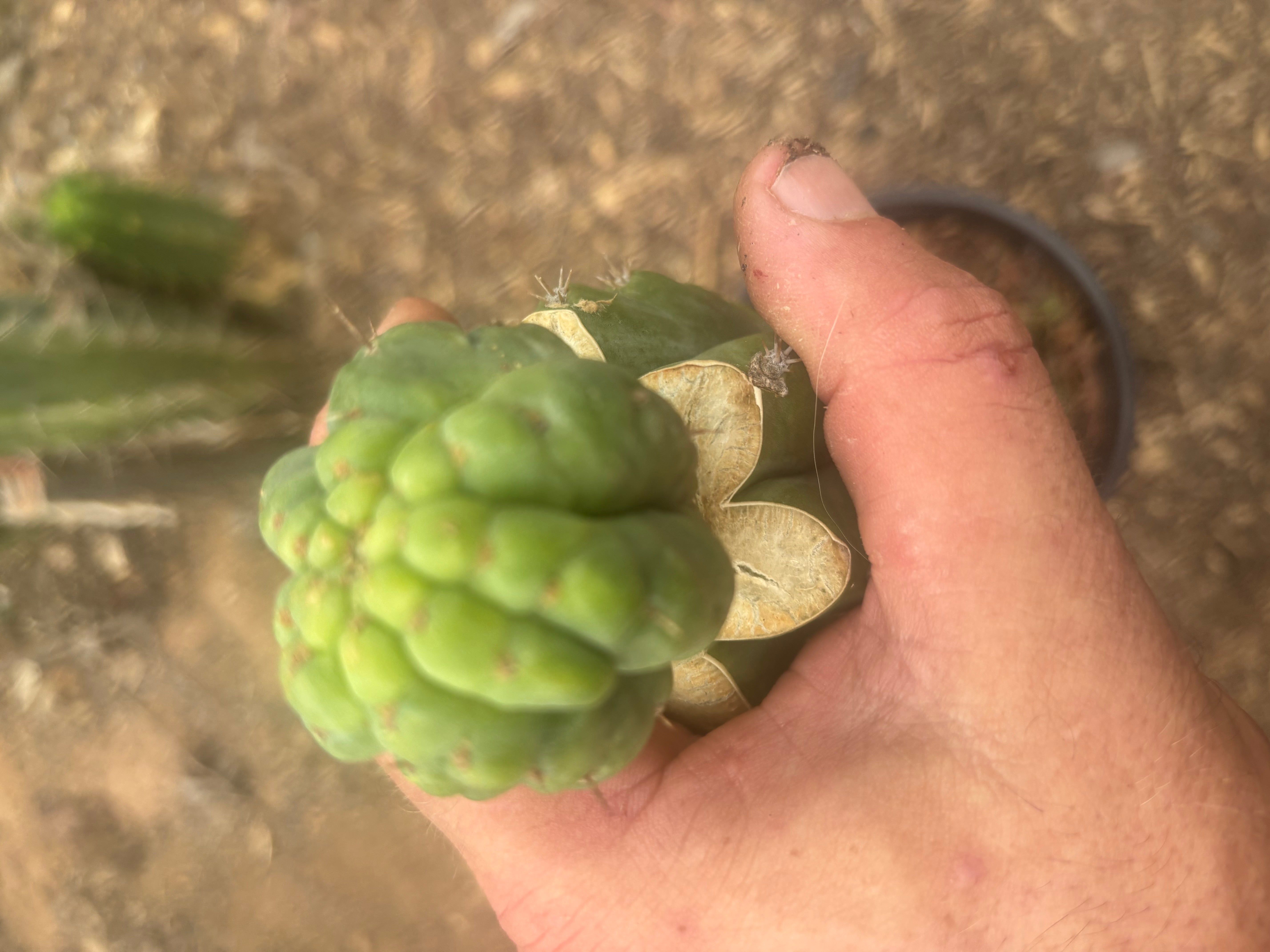💎👑💎 Havran — XL Established Graft on Rooted 15” PC