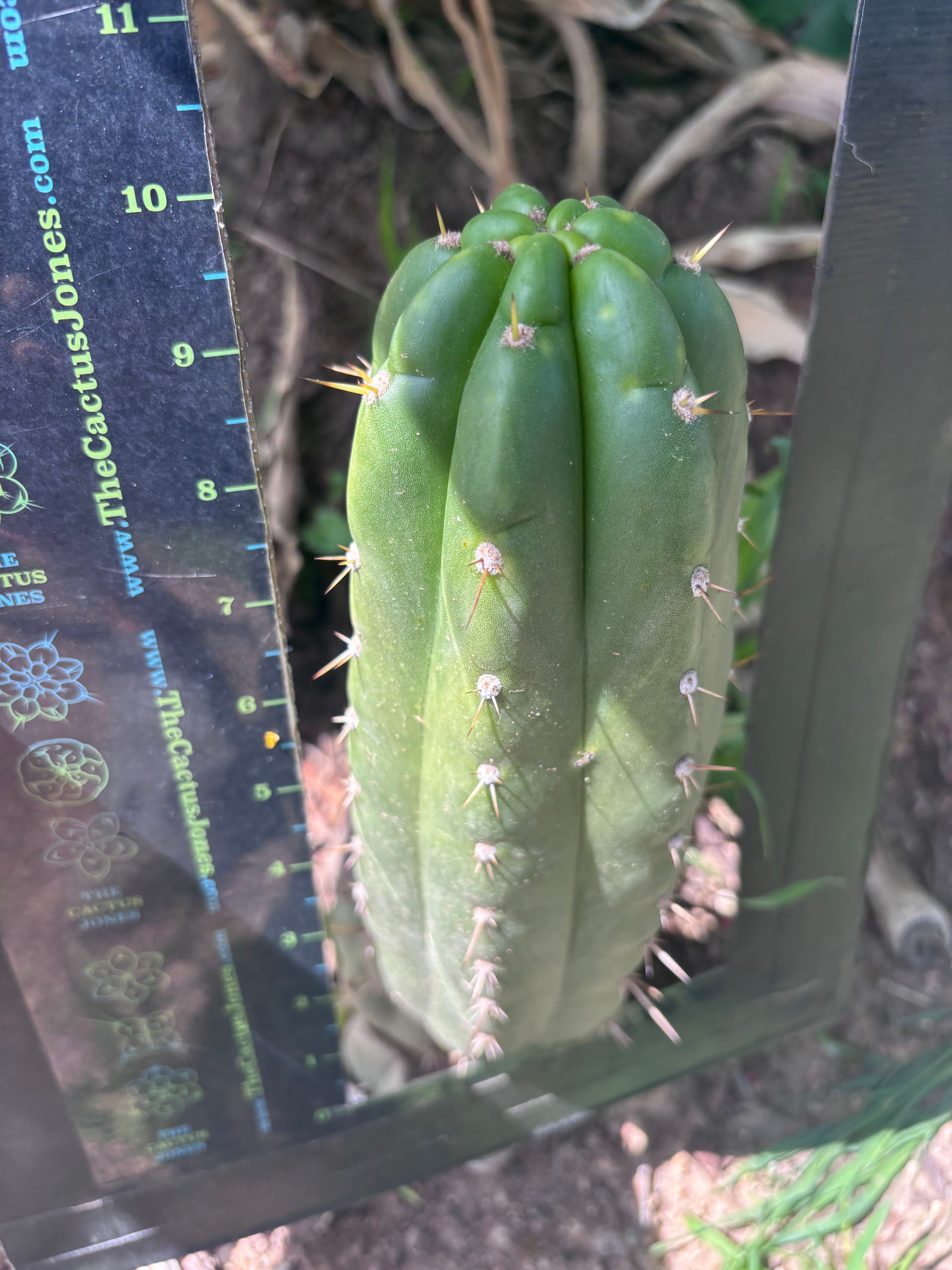 👑🌶️ Maranonensis — Thick 10” Pup