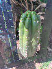 👑🌶️ Maranonensis — Thick 10” Pup
