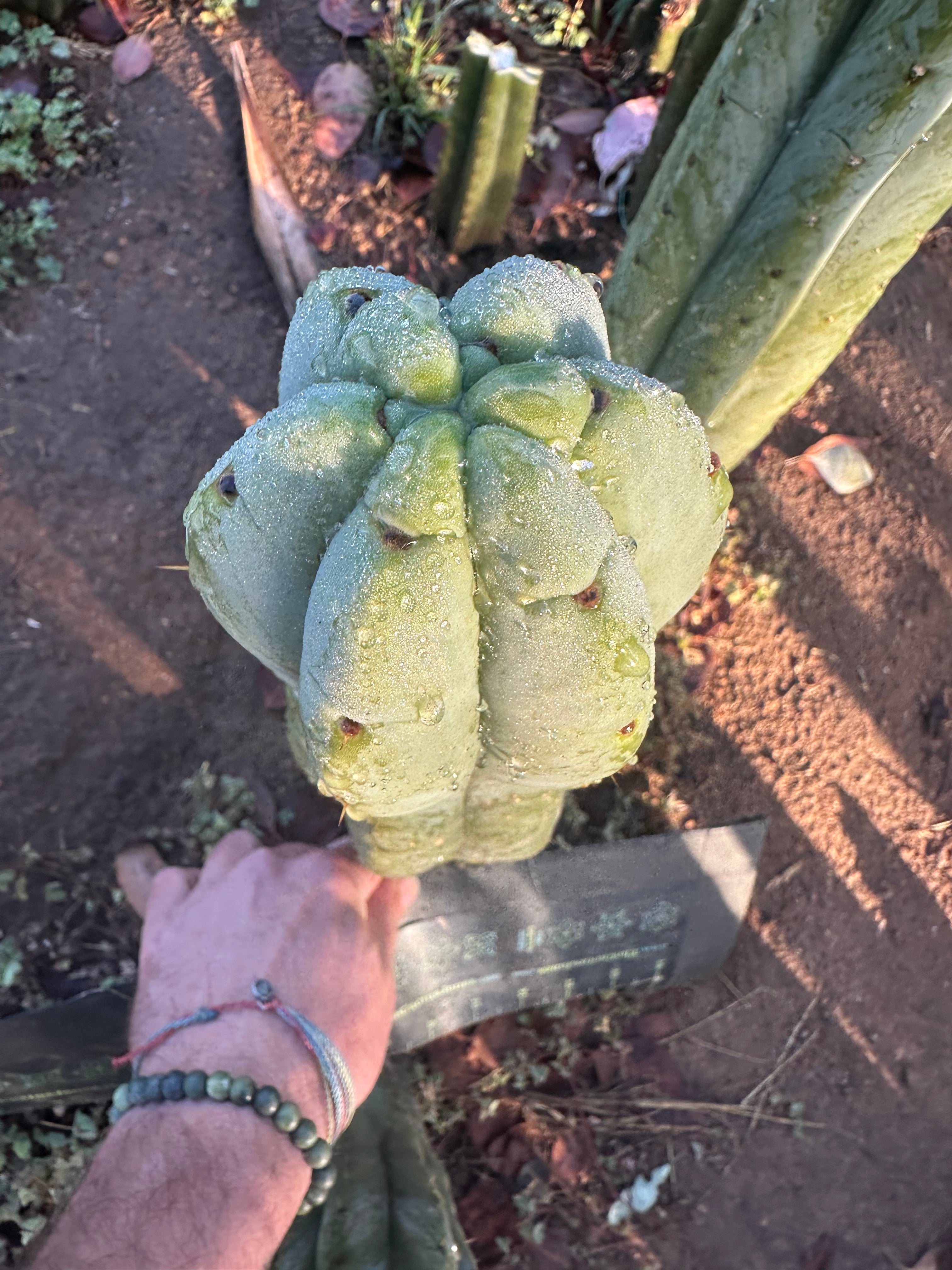 💎👑🌶️ Jonesy07 — XL 14” Tip