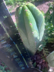 👑🌶️🌶️ Landfill — 10.5” Pup