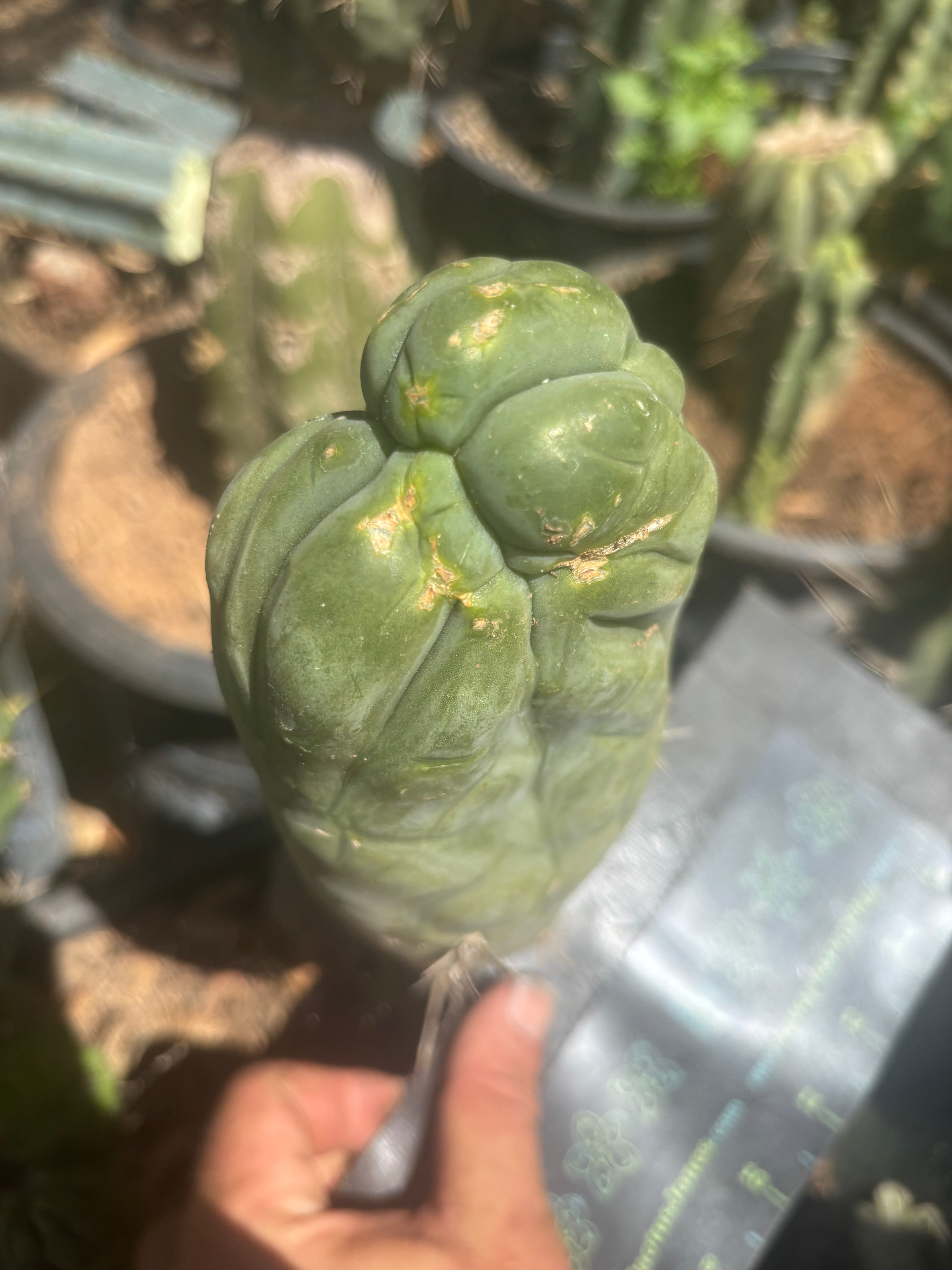 💎👑🐉 Bruce’s Dragon — Thick 8” Pup