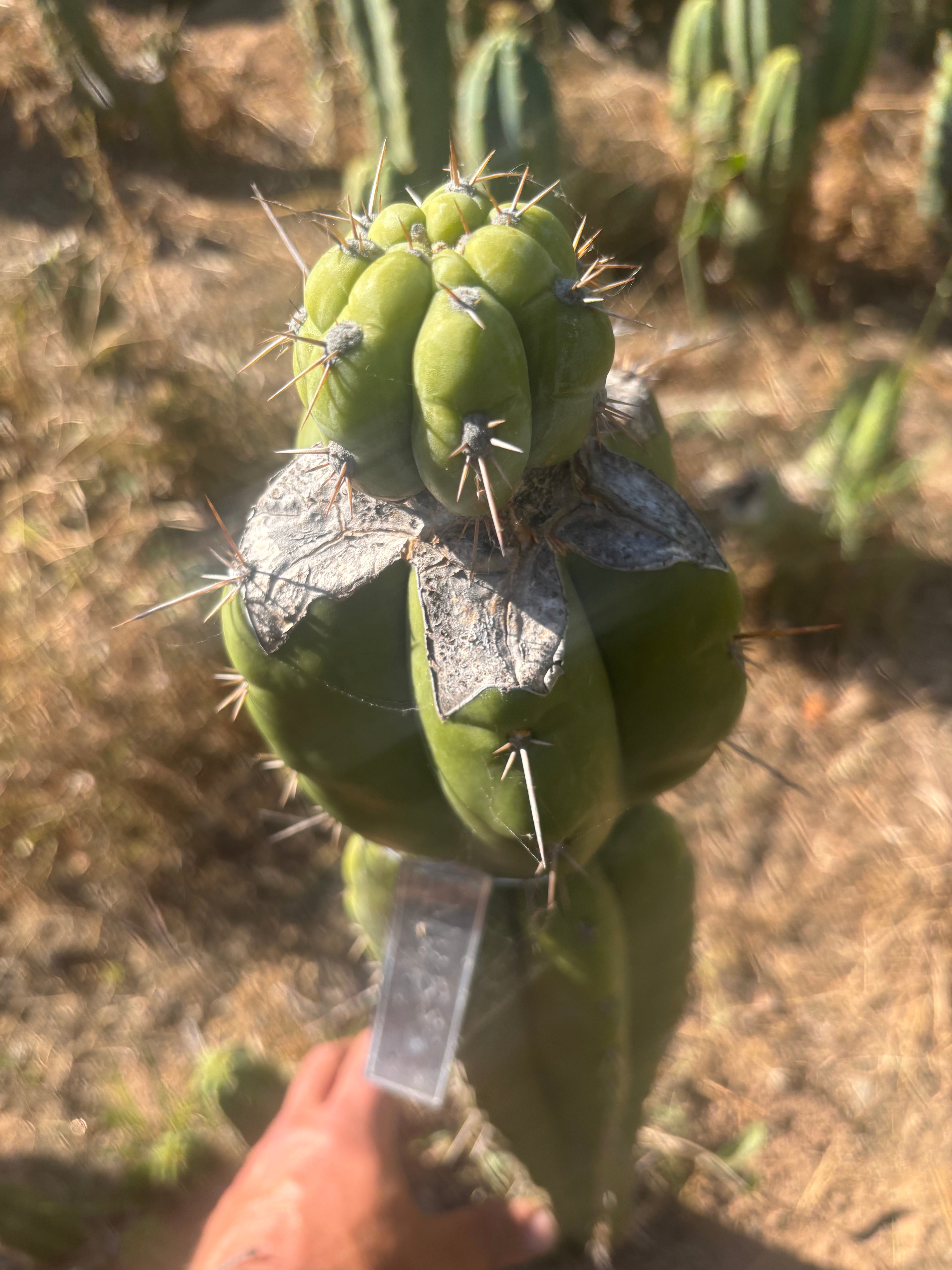 💎👑💎  Nubs! — XL Pup Graft