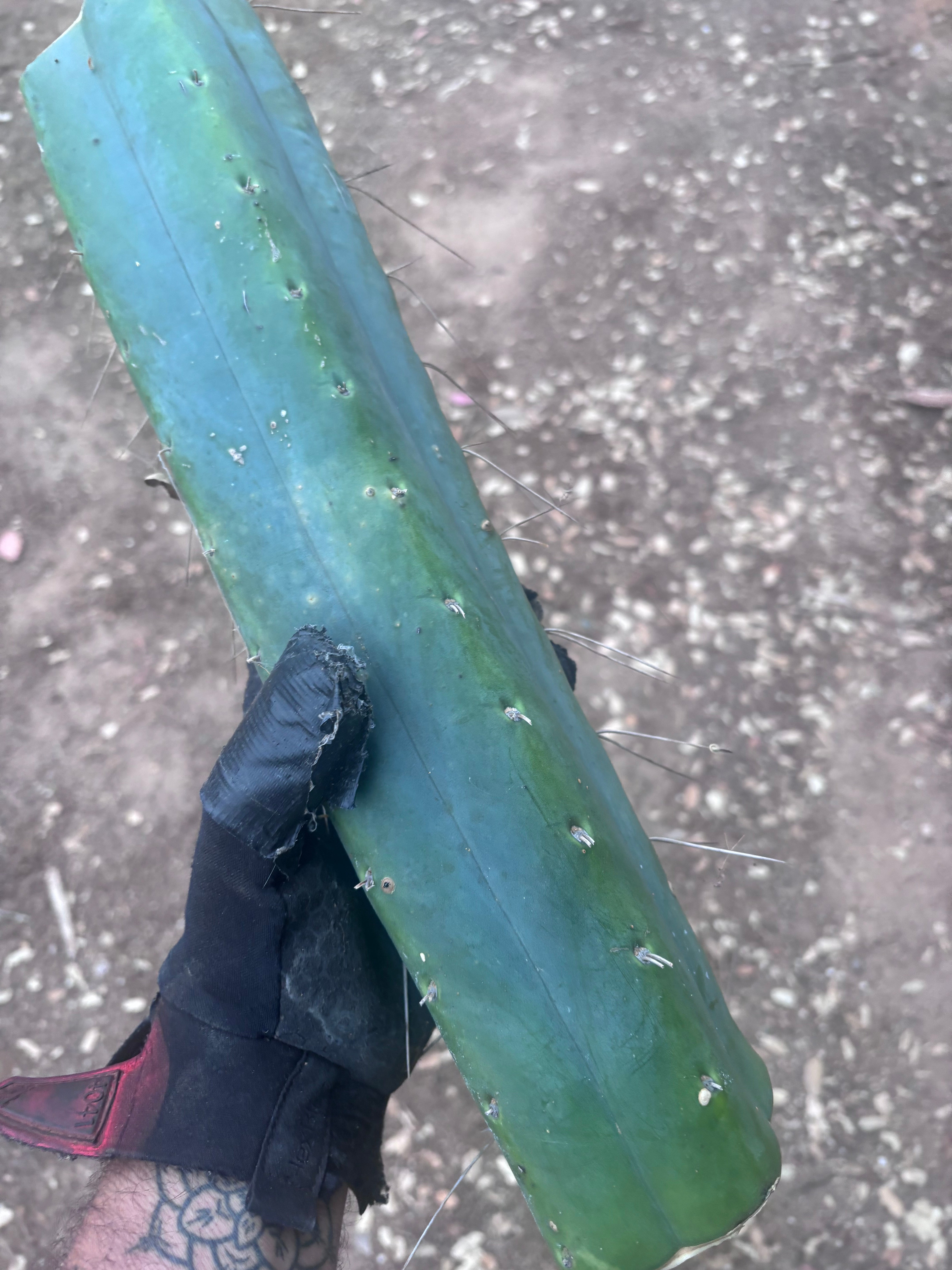👑🌶️🌶️ Eileen — Another Massive 16” Mid