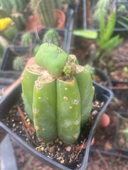 💎👑💎 Parque de las Leyendes —BK08611.4 Clone A —  Rooted Slab Graft w/ Pup Starting
