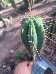 👑🌶️ Nash — 14” Tip