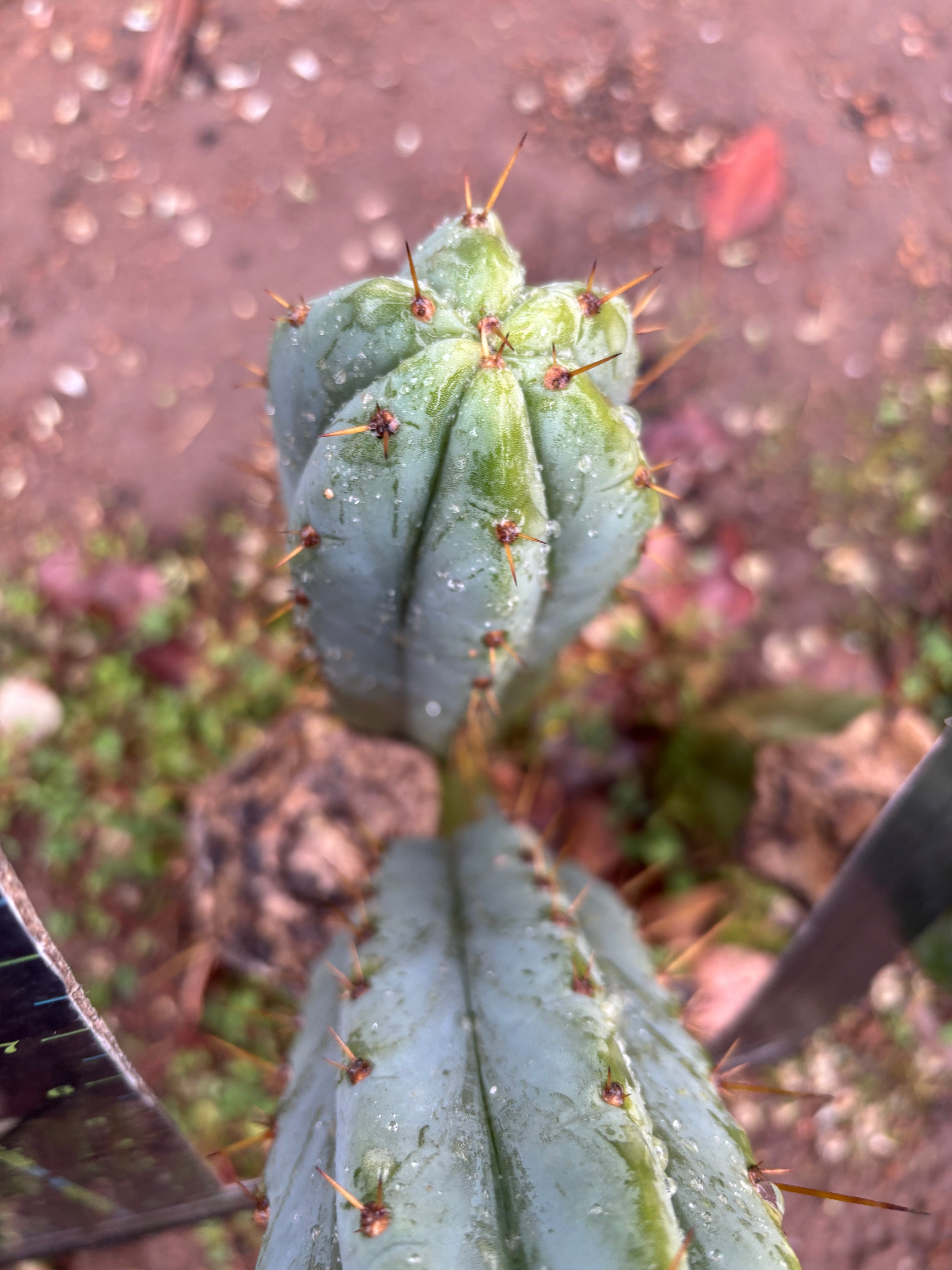 🌶️ Lumberjuuls — Fat 8” Pups