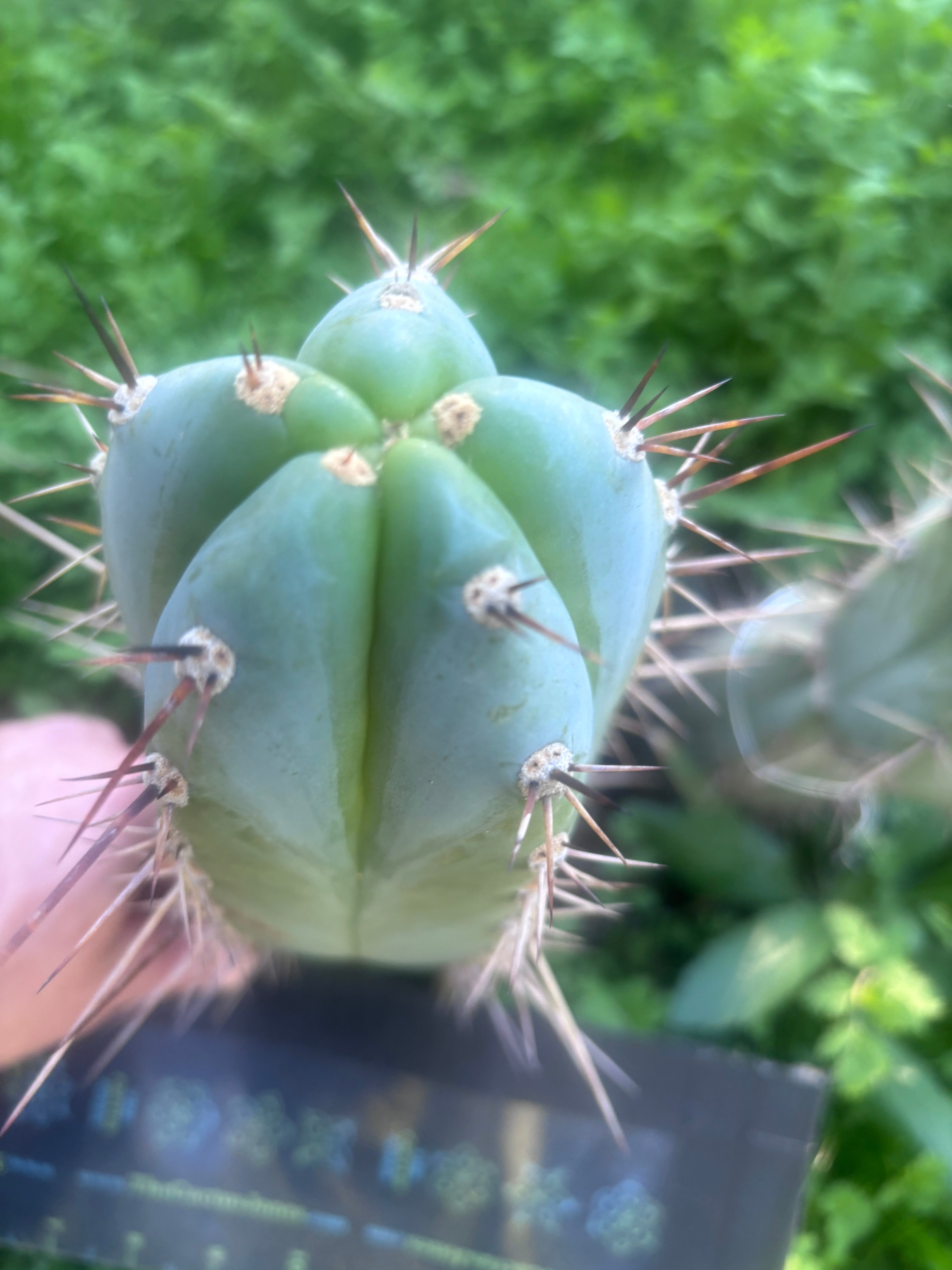💎👑 Rosei 2 — Chonky 10” Tip