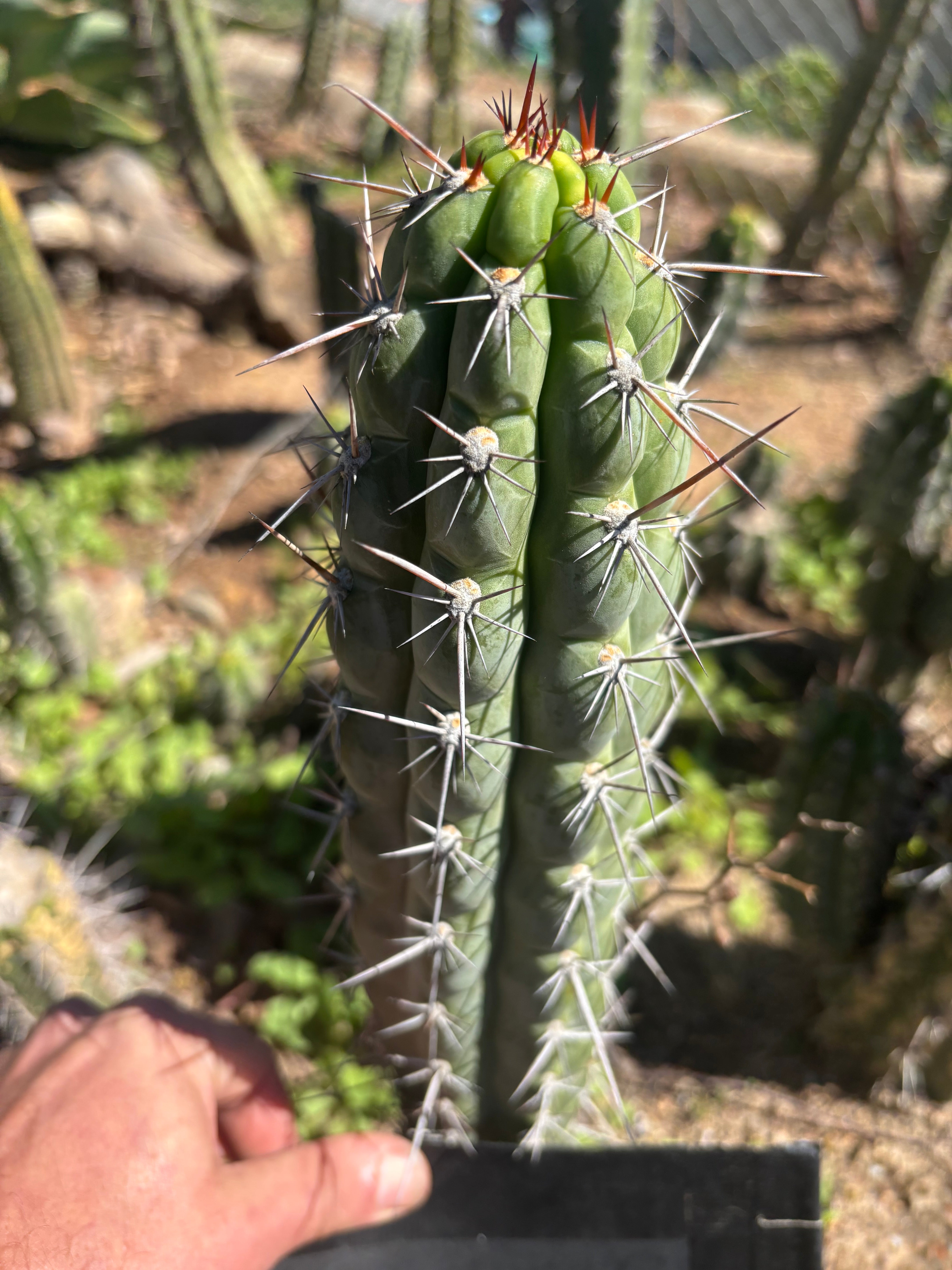 👑 Chala Restocked! — Notchy 10” Tips