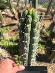 👑 Chala Restocked! — Notchy 10” Tips