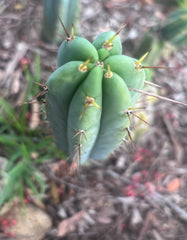 👑🌶️🌶️ Pala! — 11” Pup