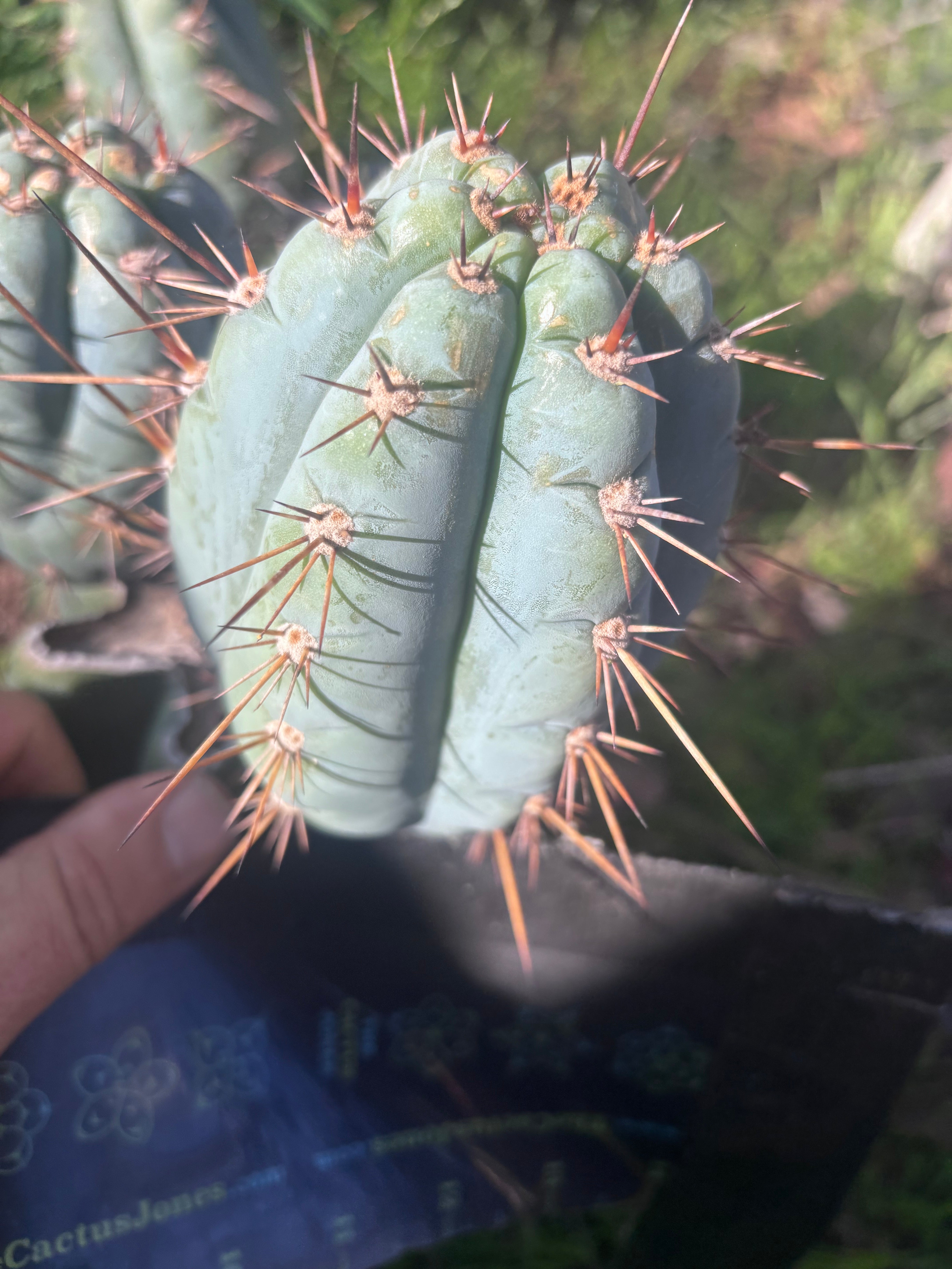 Custom Listing for Eric C