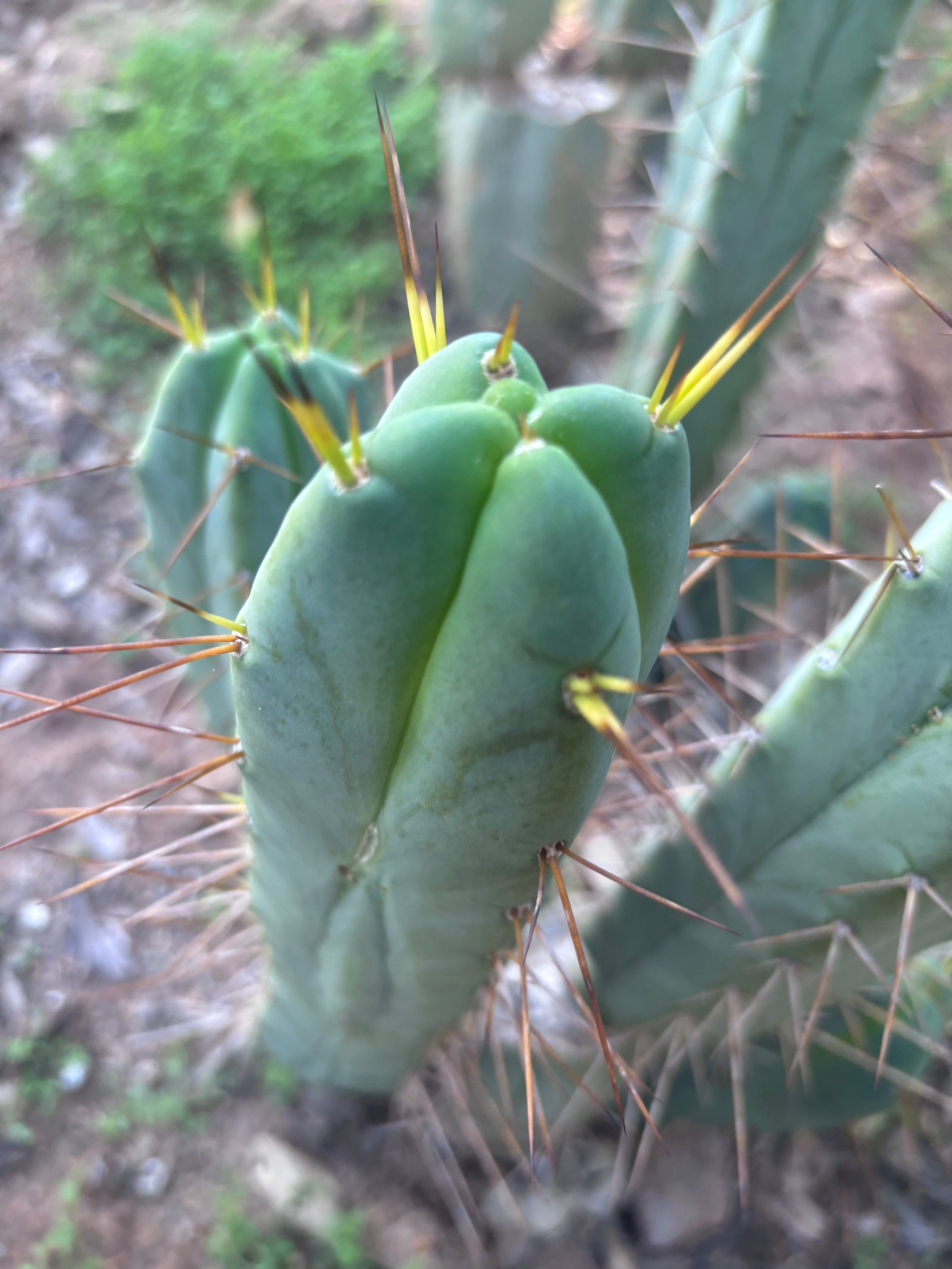 👑💎🌶️ Shulgin — 13” Fourwang Pup