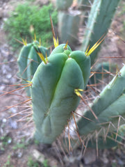 👑💎🌶️ Shulgin — 13” Fourwang Pup