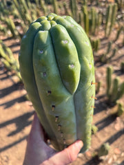 👑💎🌶️  Ashdod — Full Maturity 12” Tip (Last One Ever)