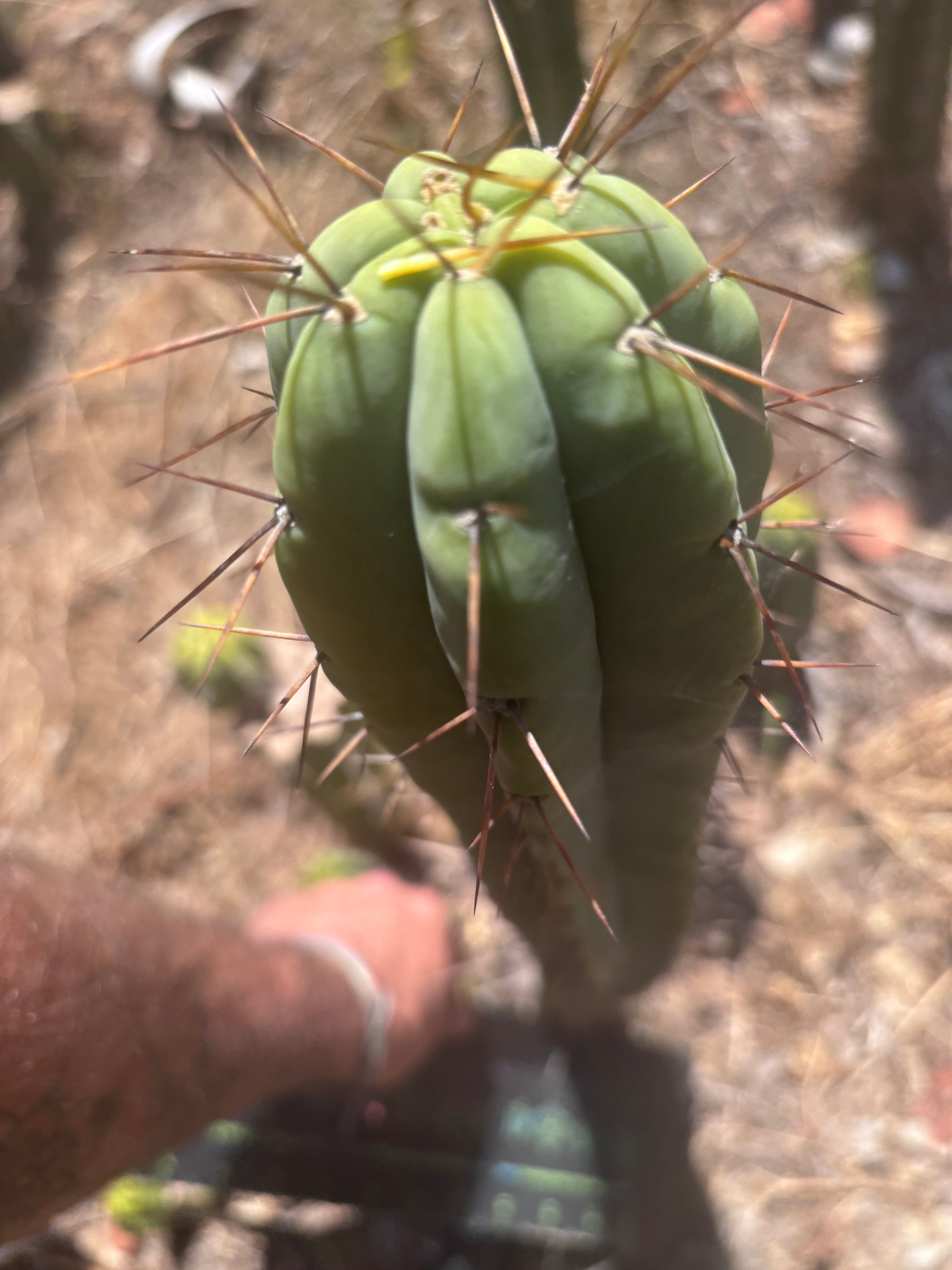 👑🌶️ CA1 Sherman — 14” Pup