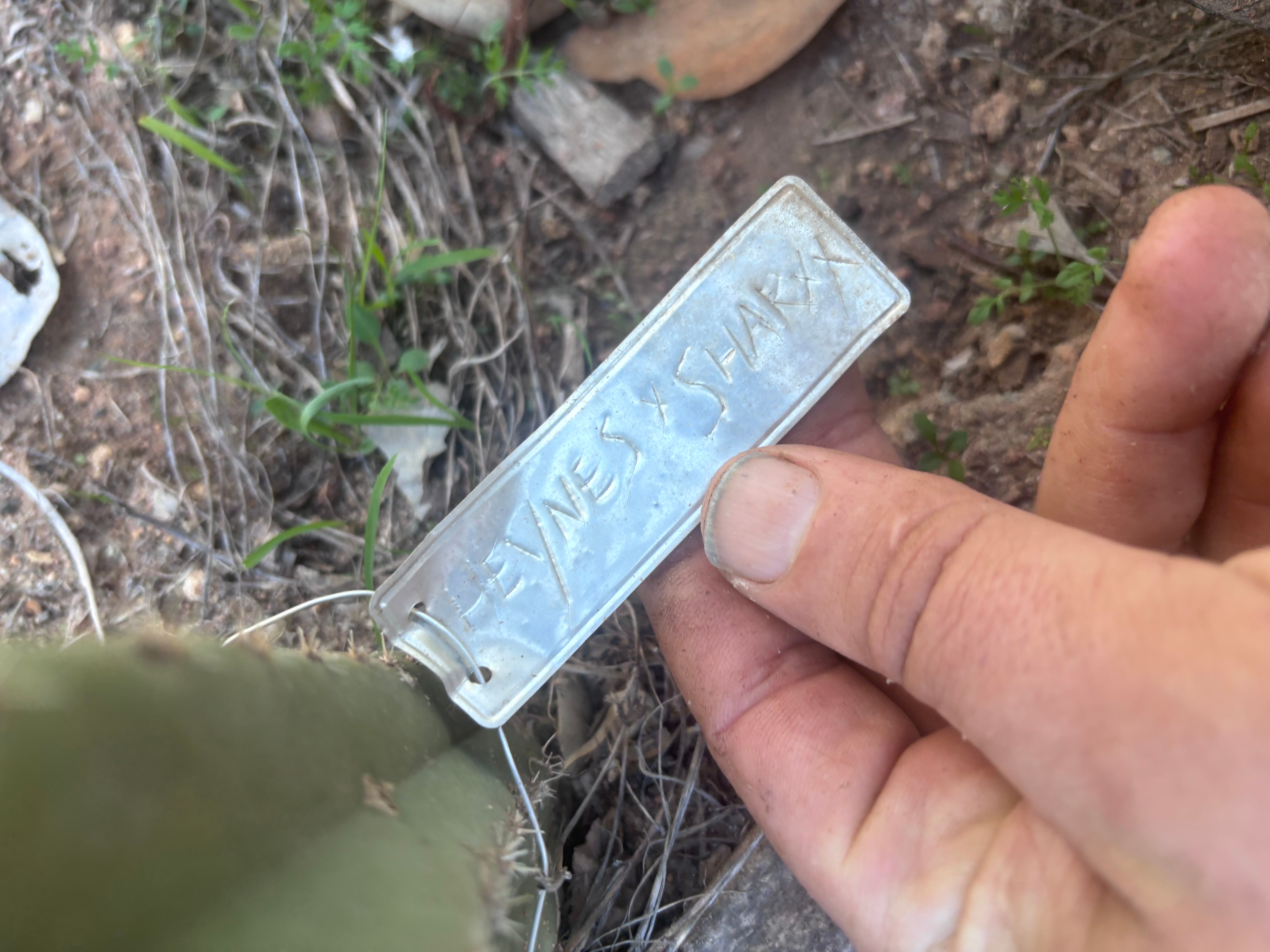 💎 Heynes x Sharxx  — Massive 16” Pup